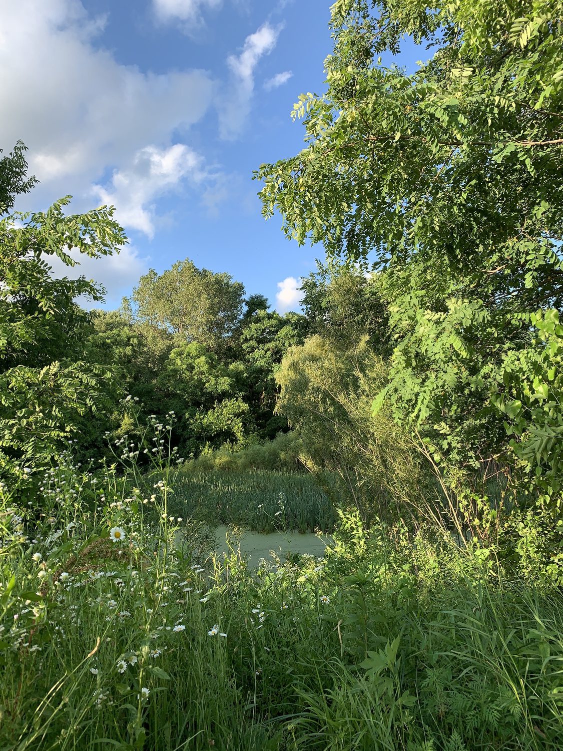 Wildflowers and green woods at the edge of the water